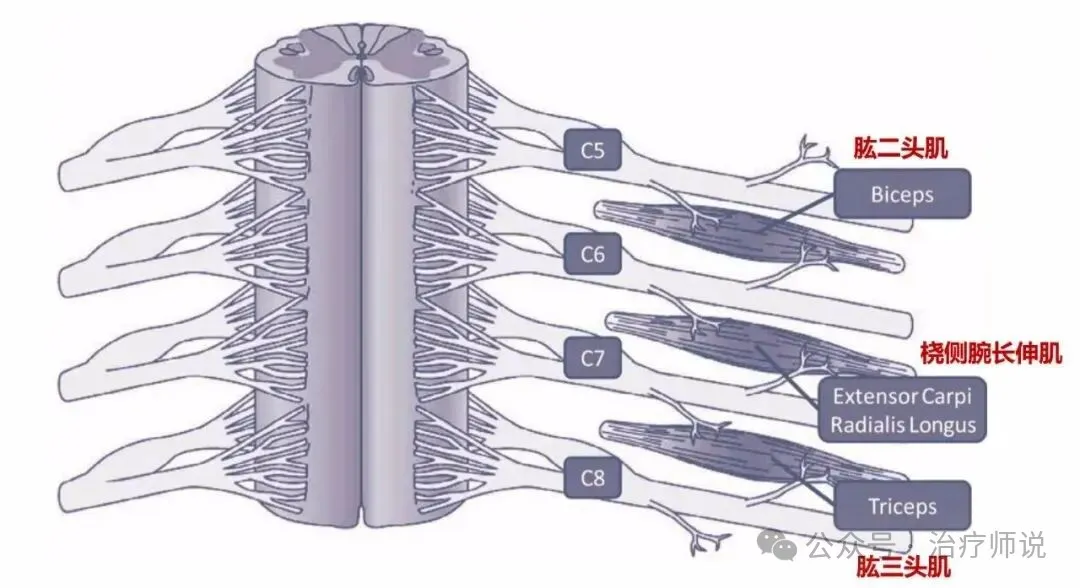 Nerve root, sensation, muscle strength, and reflex chart